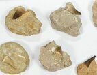 Lot: - Fossil Mosasaur Teeth In Rock - Pieces #77166-2
